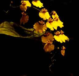 society for the diffusion of useful information